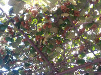 Kiwi-Baum an der Ferienwohnung